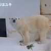 まだまだ白い