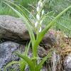 この時期に咲く山野草