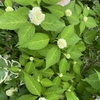 2024.5.12　紫陽花の記録