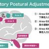 Anticipatory Postural Adjustment：APAの作業仮説〜APAには運動野と補足運動野が関与する〜