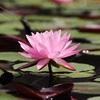 キュウリの奈良漬け