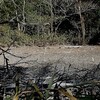 ハンノキ湿地の冬木立