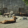 新緑の多摩動物公園へ