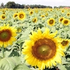 Kampong  Cham のひまわり畑（Sunflower field ）に行って来ました。