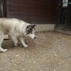 老犬ホームあん｜新人さん タロウ^^