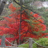 千秋公園のもみじ