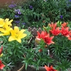 庭の鉢植えのユリ(百合)が満開