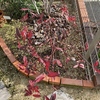 植えて良かったコバノズイナ／紅葉が長く楽しめる魅力