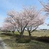 板倉の桜。