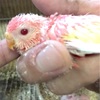 アキクサインコのお迎え当日