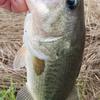 水郷バス釣行　６．２６　何とか一匹