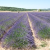 君津のラヴエンダー畑の再生計画