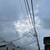 きなこ、雨宿りする