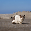 豊後諸島のねこさん