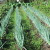 今週の野菜ー残念な休園のお知らせ