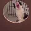 猫を飼う理由　２