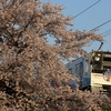 上高地線 渚の桜