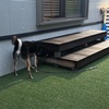 黒柴 🐶 つん