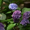 長居植物園　２０２４．６．１５　アジサイ