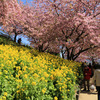 松田山早咲きの桜と富士山