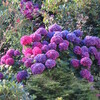 　バンクーバー近郊の花