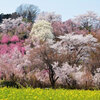 花見山公園　2015年の見頃と開花情報＆駐車場案内