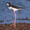 両生類のいなかった島：カエルに食べられた鳥