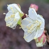 雨の日のウメの開花