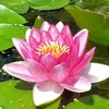 睡蓮の植え替え　今年は植える株減らしました