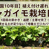 【家庭菜園】10年目のジャガイモ栽培：芽かき・追肥・土寄せのコツと「土不足」の対処法