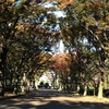 駒沢公園の紅葉