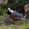 野鳥観察の楽しみ