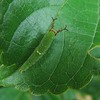 ゴマダラチョウの幼虫がいた。