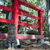 東北東部東離島のねこさん