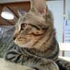 【美猫】技を仕込んでます