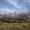 十王パノラマ公園と十王ダムの桜と噴水