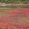 アッケシ草＠岡山県浅口市