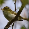 カラフトムシクイ / Pallas's Leaf Warbler