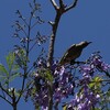 ヌーメアのギンミミミツスイ(Dark-brown Honeyeater)
