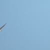 ニシイワツバメ Northern House Martin