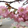 新発田市「道の駅加治川」の桜 2024(3/28)