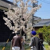 花見客　大島桜満開