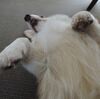 せがるんは気付いていない…！