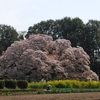 吉高の大桜