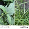 「秋の雑草・庭の花」1　　わが家並びにご近所から，雑草の画像を集めてみました．栽培種の花も少しだけ．ヒユ科代表イノコズチはわが家に自生．ご近所の神社の庭にはメヒシバ．カヤツリグサ（もしかすると外来種ショクヨウガヤツリ？）．細い穂先のネズミノオ．   太い穂先はイヌビエ？赤い小さな花ユウゲショウ．今日の庭の花代表はシロバナハギ．なかなか見応えがある花姿でした．