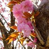 あけぼの山公園の八重桜とチューリップ畑2015