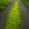 道路に生える苔の不思議と魅力：自然と都市の交差点に息づく小さな命