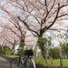 散りゆく桜をもとめて