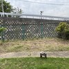 掘り起こした庭木の片付け　ミツバチがやってきた