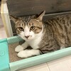【保護猫】の里親　トライアル開始